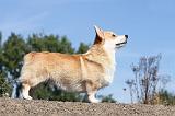 CORGI PEMBROKE 367
